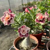 在地小農家 沙漠玫瑰 重瓣品種 嫁接5寸盆（流金歲月）