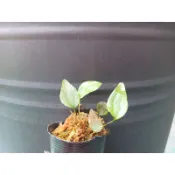 妞妞花園 蕨類植物 燕尾蕨 2吋 建議高濕度養殖