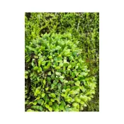 (店+)苔鑽🍀❗️買5送5❗️伏石蕨「片裝10*10cm」蕨類植物 觀葉植物 迷你盆栽 抱樹蕨 抱樹蓮 鏡面草 螺厴草 瓜子草