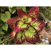 鳳凰花園～彩葉草枝條，20種可選擇