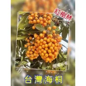 【紅樹林】銀合歡 金露花 台灣海桐 羊蹄甲 蕾絲金露花 掌葉蘋婆 風鈴木 毛苦參(種子)