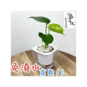 (店+)龜背竹【現貨】 4吋透明免澆水懶人盆栽 龜背芋 加水更方便 觀葉植物 室內植物 創意花盆 居家辦公盆花