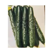 (店+)小黃瓜苗 低熱量蔬菜 夏天蔬菜 涼拌炒炸 清脆爽口 日本品種 全雌品種