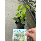 霏霏園藝原生土肉桂苗220元