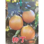 柳丁 樹苗 盆栽 勿直接下標 寶島柳丁 柳丁苗 嫁接苗 柳丁汁  柳橙 甜橙 另 雞蛋丁 紅肉 白肉 無籽 茂谷 天王柑