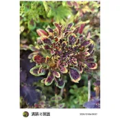 滿築觀葉彩葉草（87）