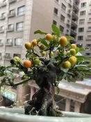 夢幻逸品 日本品種 金豆柑  模樣木 小品盆栽