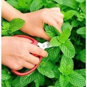 高雄現發！8款 精選薄荷種子（多入組）薄荷香菜 香水薄荷 食蟲薄荷 食用薄荷 可趕蚊 觀景盆栽 有機蔬菜種子 可食用