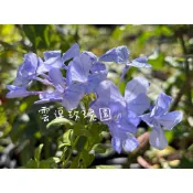 雲逗玫瑰園🌹藍雪花.常綠多花.好照顧🌺非田土不必洗根.藍色小花