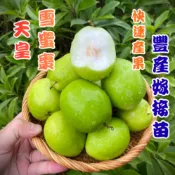 【天皇雪蜜棗】快速產果 嫁接苗 新手必種 果樹盆栽 棗子苗 棗子 蜜棗苗 蜜棗 水果苗 果樹苗
