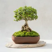 壽娘子石附盆栽｜小品附石造型｜日式雜木盆景｜Ohayo植栽