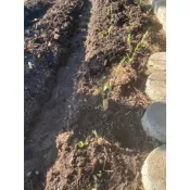 田土 / 紅土 / 培養土 / 沙子 / 羊糞有機肥 1公斤裝 種植用 小包裝 方便好用