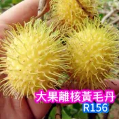 黃毛丹盆栽🟡大果離核R156🟡可超取🟡 紅毛丹 黃毛丹苗 紅毛丹苗 樹苗 果苗 矮化果樹 矮生盆栽 矮化盆栽 水果苗