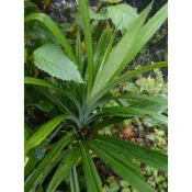 新鮮香蘭葉(不是盆栽)，宜蘭三星山上自然農法種植，無毒無化肥，新鮮七葉蘭(香蘭)葉