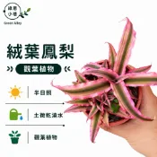 綠意小巷【紅葉植物。絨葉鳳梨】。全日照即為紅葉。耐旱。好種