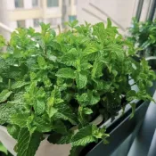 現貨現出~薄荷種子（多入組 超低價）四季種子 香水薄荷 可食用可驅蚊 四季盆栽薄荷種子 食用檸檬薄荷種子 貓薄荷種子