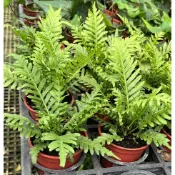 一禪種苗園-室內綠意的好伙伴〈美人蕨/富貴蕨〉蕨類植物-3吋盆/小型樹蕨/茂盛的羽毛狀/葉姿清新可愛/吉祥富貴/居家裝飾