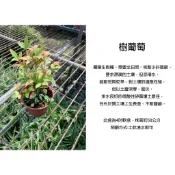 心栽花坊-樹葡萄/沙巴樹葡萄/3吋/實生苗/小品/水果苗/特價50