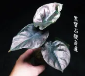 觀葉植物 雨林植物 Alocasia infernalis 黑寶石觀音蓮(黑森林，黑魔法)