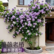 特價大熱銷【爬藤薔薇玫瑰花老樁苗】香水爬藤薔薇花苗 包對版 盆栽地栽四季種植爬藤大花月季攀援圍墻植物耐寒熱花卉好養