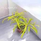 小花園藝 印尼驅蚊樹 印尼防蚊樹 味道較重 6吋盆 $140