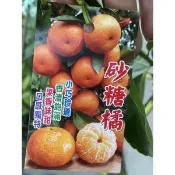 《花果山🐒》 -- 砂糖橘/黃金無籽砂糖橘 4.5寸盆接苗