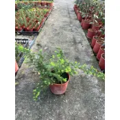 黃金杜松 5吋盆匍匐植物