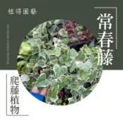 植得｜常春藤｜觀葉植物｜爬藤植物