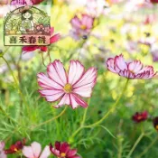 現貨🌼【矮桿波斯菊花種子】撒種30天開成彩虹花海/耐熱耐旱不挑土/陽台盆栽輕鬆成球/發芽率〉95%不覆土也活/生長快速