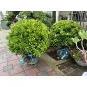Tens Design｜球型羅漢松｜庭院造景植物｜風水招財好樹