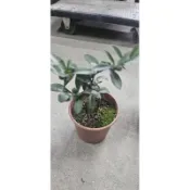 【samgreen♥️造型金豆柑🍊】5吋盆（花器加購）/窗檯盆栽/小巧可愛