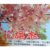 玫森 花旗木 泰國櫻花 觀花植物 觀賞用盆栽