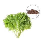 (店+)【蔬菜之家】大包裝A62-1.哇沙咪山葵菜種子18克約7800顆山葵菜，具有山葵味道而得名