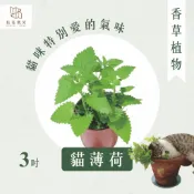 【拈花微笑】貓薄荷｜貓百里｜3吋｜香草植物｜寵物食用植物｜調味料｜泡茶飲用｜沙拉｜甜點｜精油｜觀賞｜熱銷植物｜明星植物