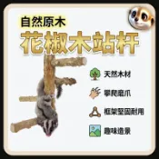 XL和LX小寵穿搭所 【XL-LX】隔日達 蜜袋鼯攀爬玩具 花椒木站棍 小蜜站棍 蜜袋鼯站棍 籠內站棍 站棍 單鎖 多尺寸 磨指甲站棍