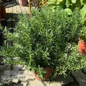 ╭＊田尾玫瑰園＊╯迷迭香Rosemary、海洋之露、瑪利亞的玫瑰【7吋盆 高度約30cm】觀葉植物 香草植物 食用植物