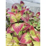 滿築觀葉彩葉草（20）