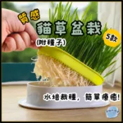 *隔日到貨*【壞貓呼嚕嚕】 質感貓草盆栽 貓草 貓草盆裁 貓薄荷 水耕盆裁 貓草種子 水培貓草 貓草盆 貓草盒 小麥草