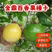 🔥金霸百香果種子BXG-17 西番蓮種子 時計果 台農一號Passion Fruit多汁可口果實飽滿薄皮四季盆栽水果種子