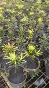 紅芽珍珠羅漢松