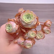 ↠有植感↞▮紫鏡群▮ 古月紅山地玫瑰 韓國多肉 山地玫瑰多肉 多肉植物 多肉 景天科  多肉 觀葉植物 山玫系列