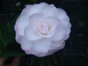 【盛宏茶花】茶花品種︱B嫁接茶花︱代代美B516