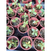 繁花園藝 沙漠玫瑰 種子繁殖 適合新手練習 種植練習 免運無限次
