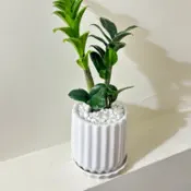 ☘️金璽 金錢樹 ☘️金錢樹/進財樹/觀葉植物/招財植物