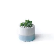 莫蘭迪藍系列 | 水晶殿 草玉露 小圓形水泥多肉植栽