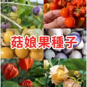 【菇娘果種子】酸漿果 盆栽水果 家庭園藝 可食用 觀賞 酸甜風味 好種易活 台灣適種 春夏季播種 陽台庭院 新奇蔬果