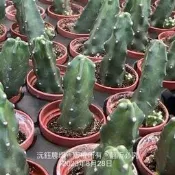 沅鈺農場   仙人掌   一吋盆/桃太郎