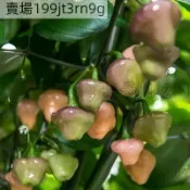 🌶️【切羅·羅莎 羅克薩 辣椒種子】🌶️新種上市 （ 勁辣） 高產可觀賞可食用辣椒種子 有史以來最漂亮的智利辣椒之一