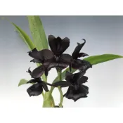 Monnierara Millennium Magic'Witcheraft' AM AOS天鵝蘭瓶苗