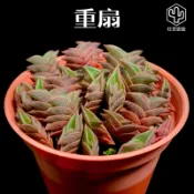 ［狂買園藝］ 多肉植物 重扇 3寸盆 /園藝植物/仙人掌/陽台裝飾/小品盆栽/送禮小物/婚禮小物